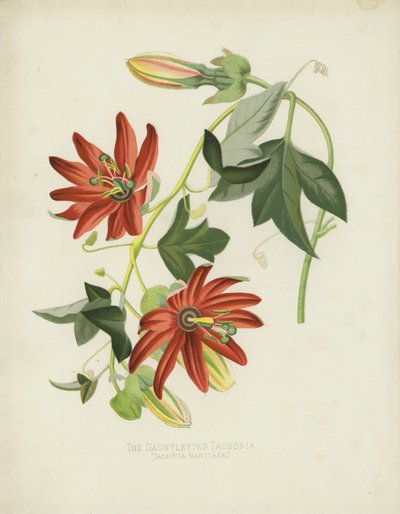 La Tacsonia con guanteletes, Tacsonia Manicata de English School